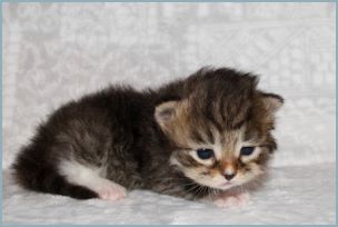 Male Siberian Kitten from Deedlebug Siberians